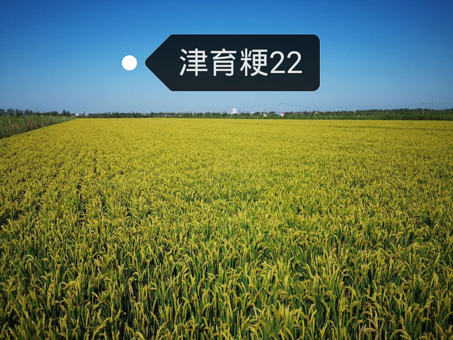 津育粳22
